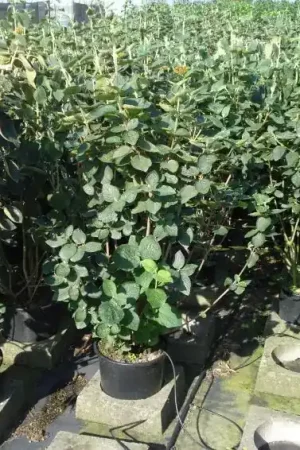 Wollige Sneeuwbal, bosplantsoen (Viburnum lantana) - Favoriet van klanten