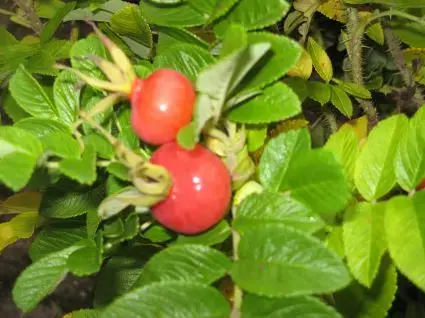 Rimpelroos (Rosa rugosa ‘Rubra‘) | Topprijs