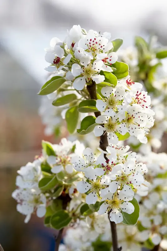 Sale - Wilde peer (Pyrus communis)