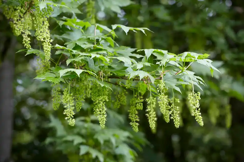 Voordeelprijs - Gewone Esdoorn, bosplantsoen (Acer pseudoplatanus)