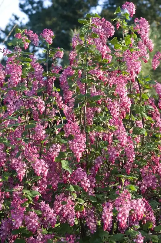 Dagdeal | Ribes (Ribes sanguineum)