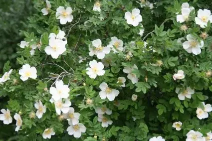 Klantfavoriet - Duinroos (Rosa pimpinellifolia)