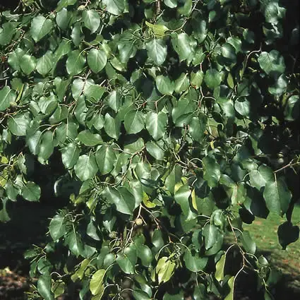 Hartbladige Els, bosplantsoen (Alnus cordata) | Tijdelijke aanbieding
