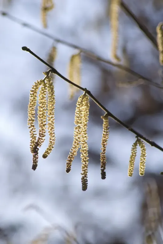Hazelaar kopen? Corylus avellana met groeigarantie - Topprijs