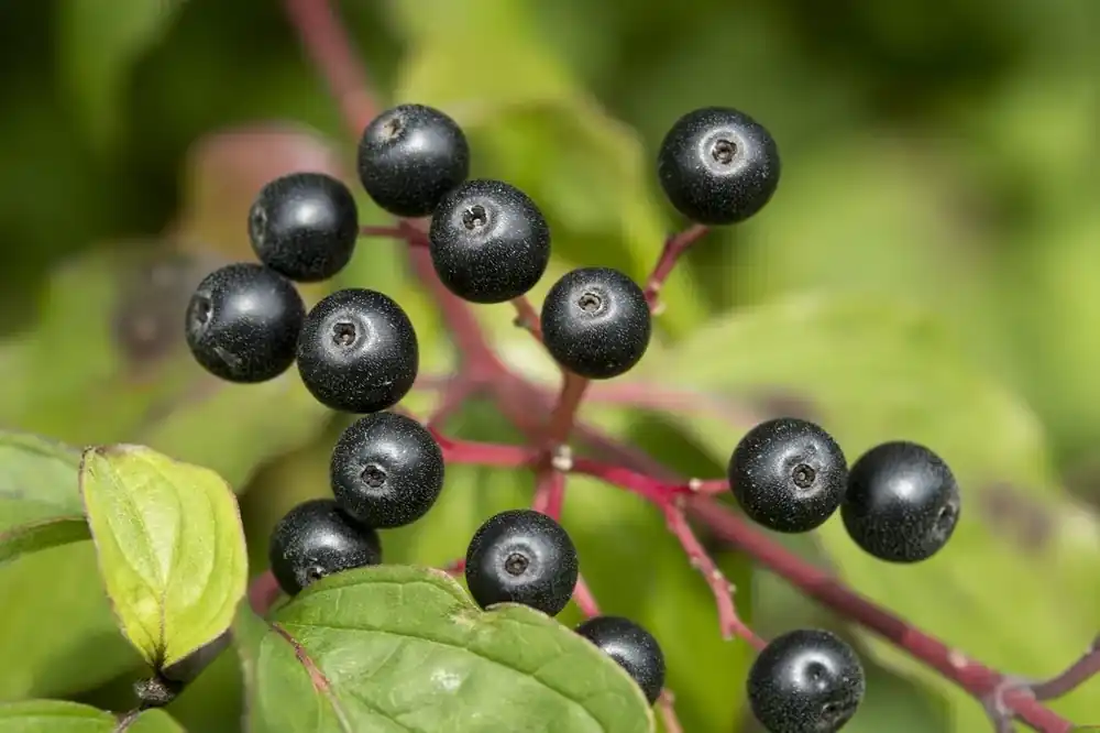 Rode kornoelje (Cornus sanguinea) | Nieuwe release