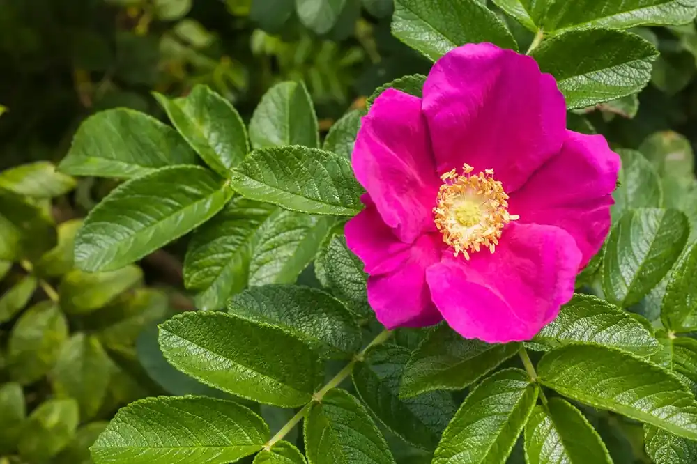 Rimpelroos (Rosa rugosa) - Alleen vandaag