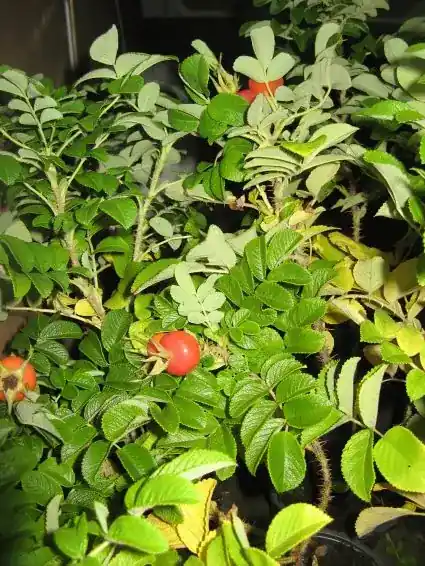 Verlaagde prijs | Rimpelroos (Rosa rugosa ‘Alba‘)