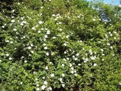 Hondsroos (Rosa canina) - Op voorraad