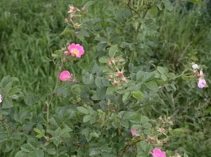 Wilde Roos (Rosa rubiginosa) - Zojuist toegevoegd