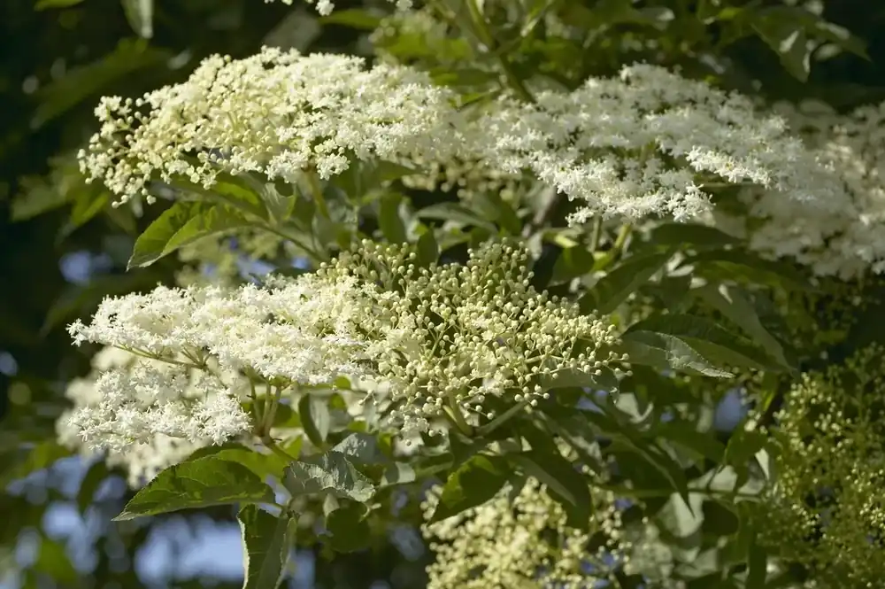 Beste prijs | Vlier kopen? Sambucus nigra met groeigarantie