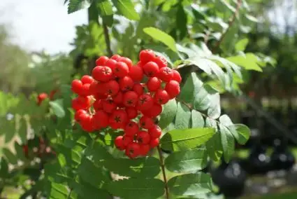 Gewone lijsterbes, bosplantsoen (Sorbus aucuparia) - Topdeal