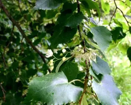 Winterlinde, bosplantsoen (Tilia cordata) | Voordelig