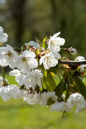 Zoete kers, bosplantsoen (Prunus avium) | Nu kopen