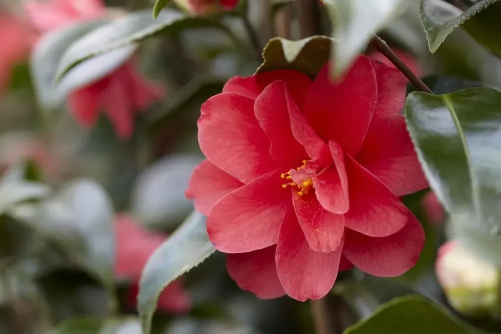 Camelia (Camellia reticulata ‘Mary Williams‘) | Premiumkwaliteit