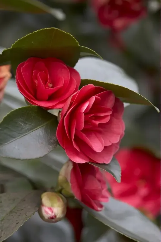 Bestseller - Camelia (Camellia japonica ‘Lady Campbell‘)