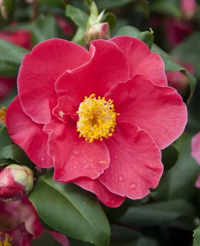Camelia (Camellia japonica ‘Dr. King‘) - Bestelbaar