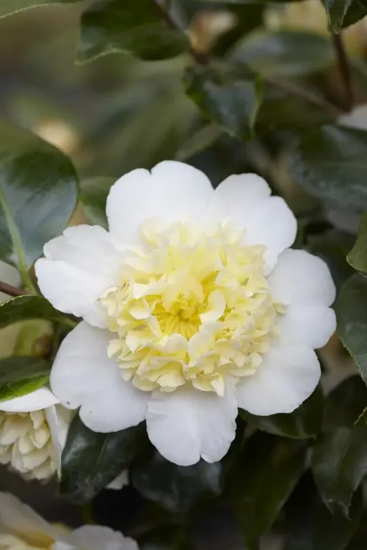 Camelia (Camellia japonica ‘Brushfield‘s Yellow‘) | Topprijs