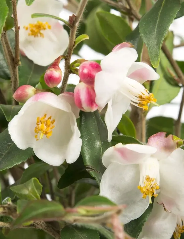 Nieuw in de shop - Camellia (Camellia japonica ‘Cupido‘)