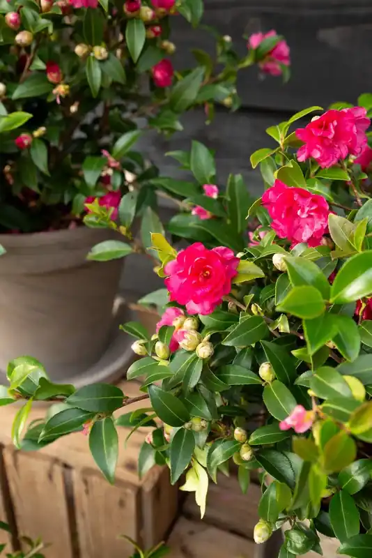 Camellia (Camellia sasanqua ‘Petite Ruby‘) - Tijdelijke aanbieding