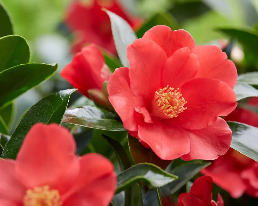 Camellia (Camellia japonica ‘Summer Nights‘) | Hoge kwaliteit
