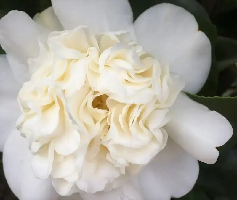 Camellia (Camellia japonica ‘Snowball‘) - Direct van de fabrikant