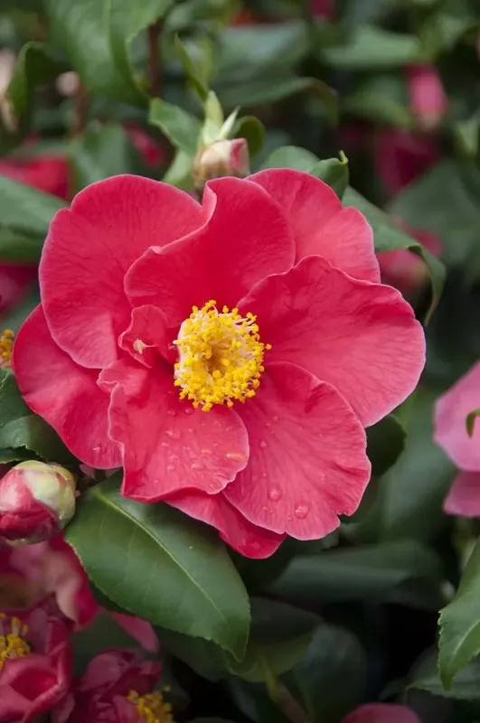 Bestel nu - Camellia (Camellia japonica ‘San Dimas‘)