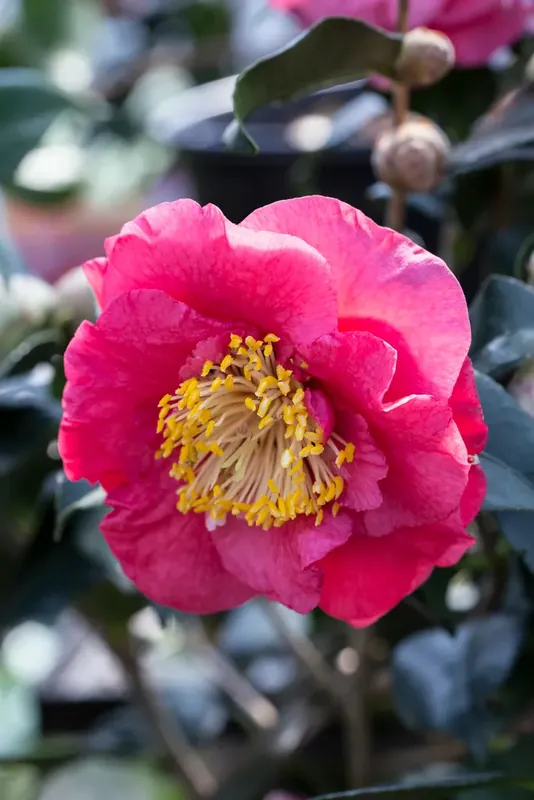 Populair | Camellia (Camellia japonica ‘R.L. Wheeler‘)