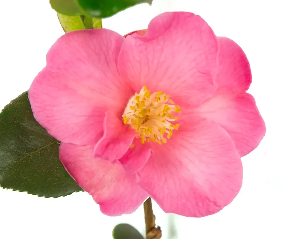 Camelia (Camellia japonica ‘Winter Perfume Pink‘) | Hoog gewaardeerd