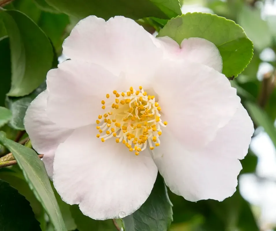 Camelia (Camellia japonica ‘Winter Perfume Pearl‘) - Superprijs