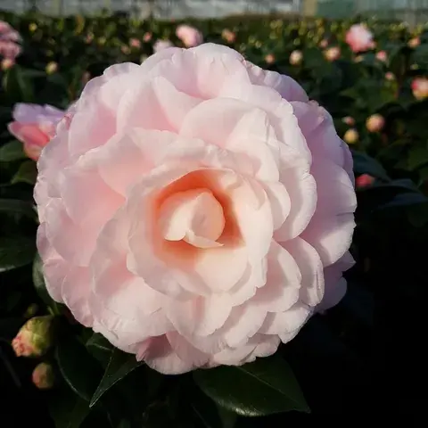 Laatste dagen | Camelia (Camellia japonica ‘Nuccio‘s Cameo‘)