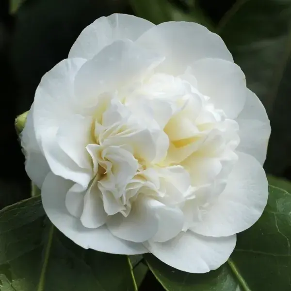 Opruiming - Camelia (Camellia japonica ‘Powder Puff‘)