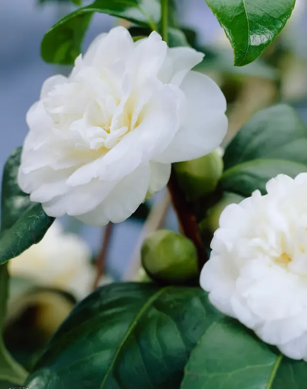 Op voorraad | Camelia (Camellia japonica ‘Alba Plena‘)