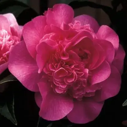 Slechts tijdelijk | Camelia (Camellia ‘Debbie‘)