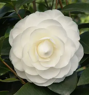 Witte Camelia kopen? Camellia Perfection White met groeigarantie - Koop vandaag