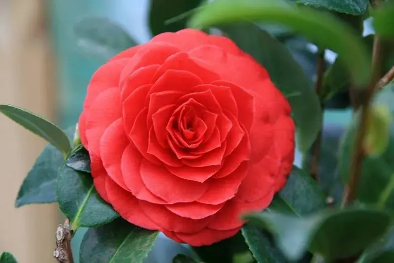 Rode Camelia kopen? Camellia Black Lace met groeigarantie - Prijs verlaagd