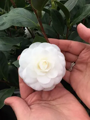 Vanaf nu beschikbaar - Camellia japonica ‘Nuccio‘s Gem‘