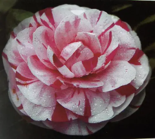 Koopje - Camellia (Camellia japonica ‘Bonomiana‘)