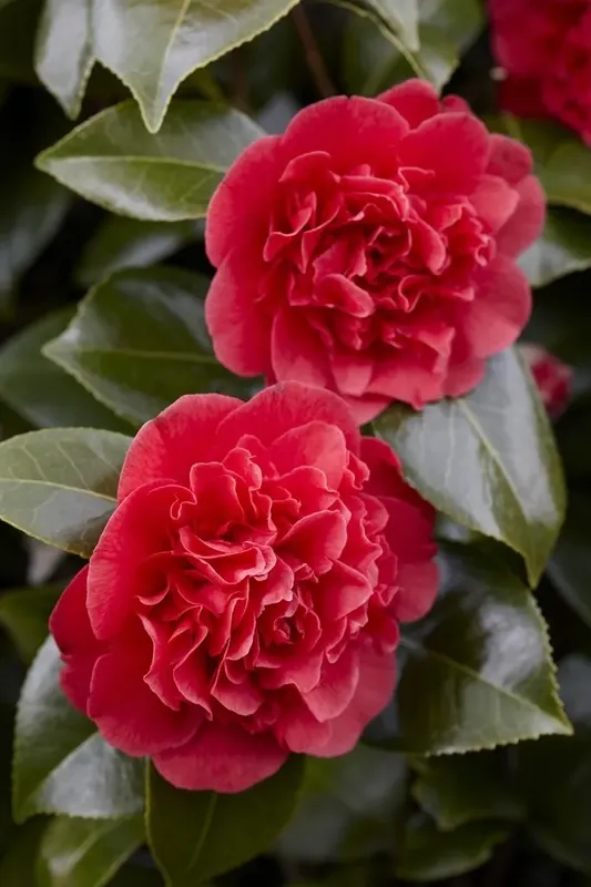Alleen deze week - Camelia (Camellia japonica ‘Kramer‘s Supreme‘)