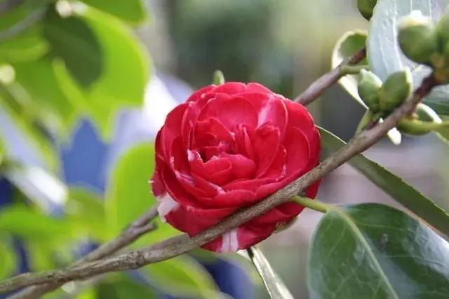 Camelia (Camellia, rood) - Hoog gewaardeerd
