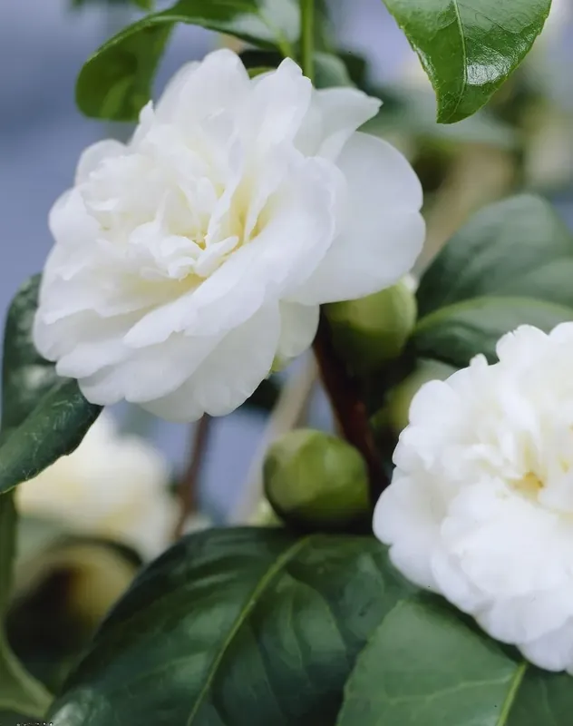 Nieuw in de shop - Camelia (Camellia, wit)