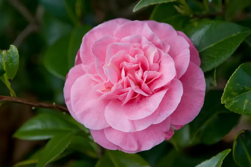 Camellia (Camellia japonica ‘Marie Bracey‘) | Topprijs