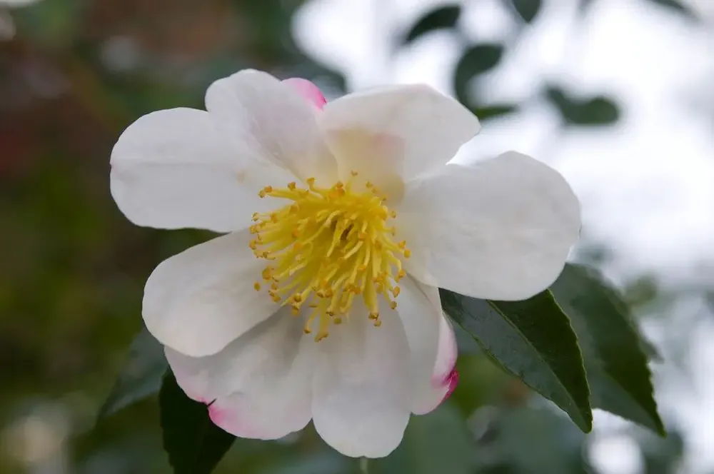 Camelia (Camellia sasanqua ‘Hino de Gumo‘) | Extra korting