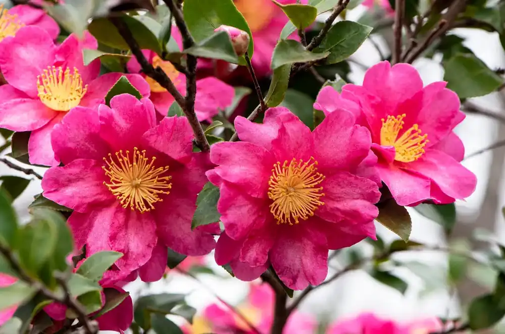 Camelia (Camellia sasanqua ‘Kanjiro‘) - Bestelbaar