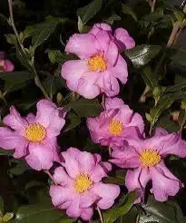 Camelia (Camellia sasanqua ‘Cleopatra‘) | Nieuw binnengekomen
