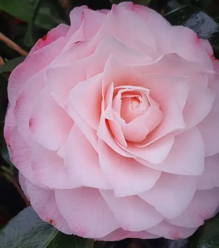 Nieuw | Camellia (Camellia japonica ‘Sacco Vera‘)