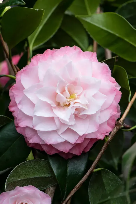 Veel gekozen - Camellia (Camellia japonica ‘Nuccio‘s Pearl‘)