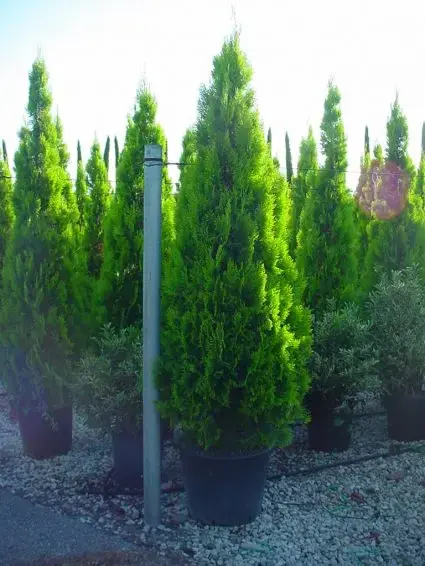 Levensboom (Thuja orientalis ‘Pyramidalis Aurea‘) | Aanbieding
