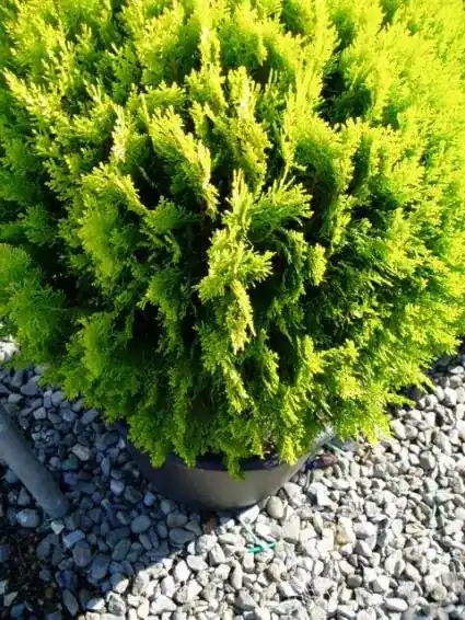 Topkwaliteit - Levensboom (Thuja orientalis ‘Aurea Nana‘)