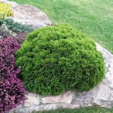 Thuja (Thuja occidentalis ‘Danica‘) - Veel voordeel