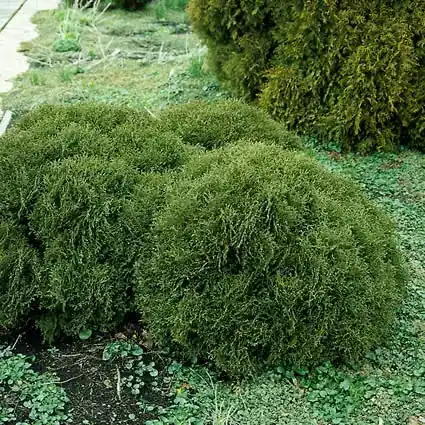 Prijs verlaagd - Thuja (Thuja occidentalis ‘Tiny Tim‘)